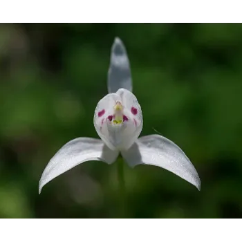 White Orchid Flower